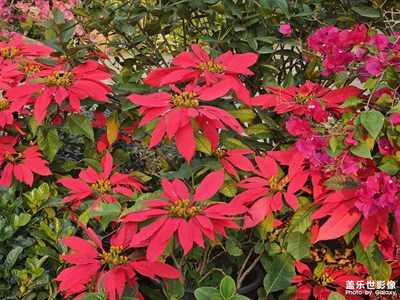 【靓影迎春】+鲜花怒放