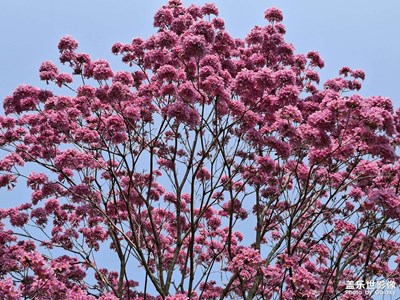 【靓影迎春】春暖花开