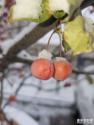 雪后红果