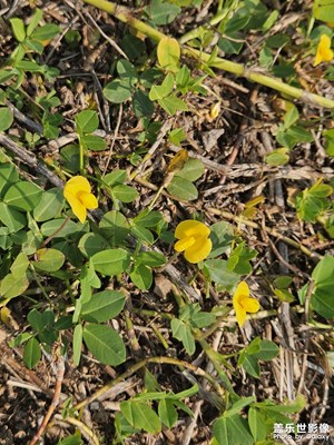 【靓影迎春】小野花也有春天