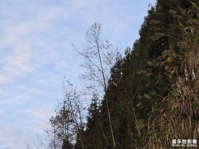 【靓影迎春】迎来春天