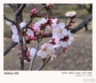 【靓影迎春】冬去春来