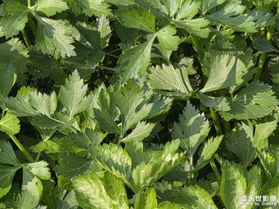 【靓影迎春】泥土气息