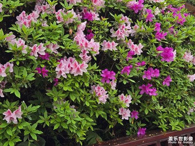 【靓影迎春】温柔的季节