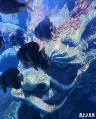 【靓影迎春】深海探险