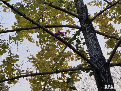 【靓影迎春】温柔