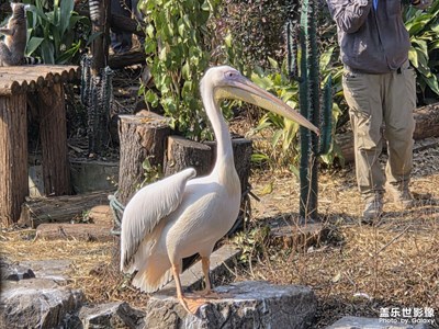 【靓影迎春】记录新年时光