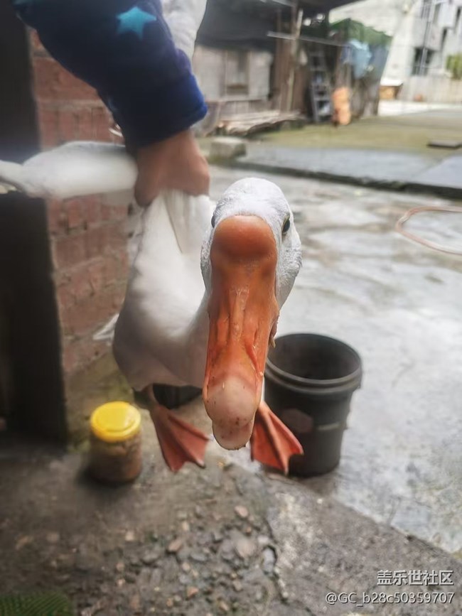 【春节趣事分享】炖大鹅
