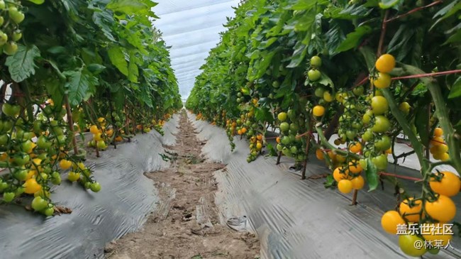 【春节趣事分享】熬番茄酱