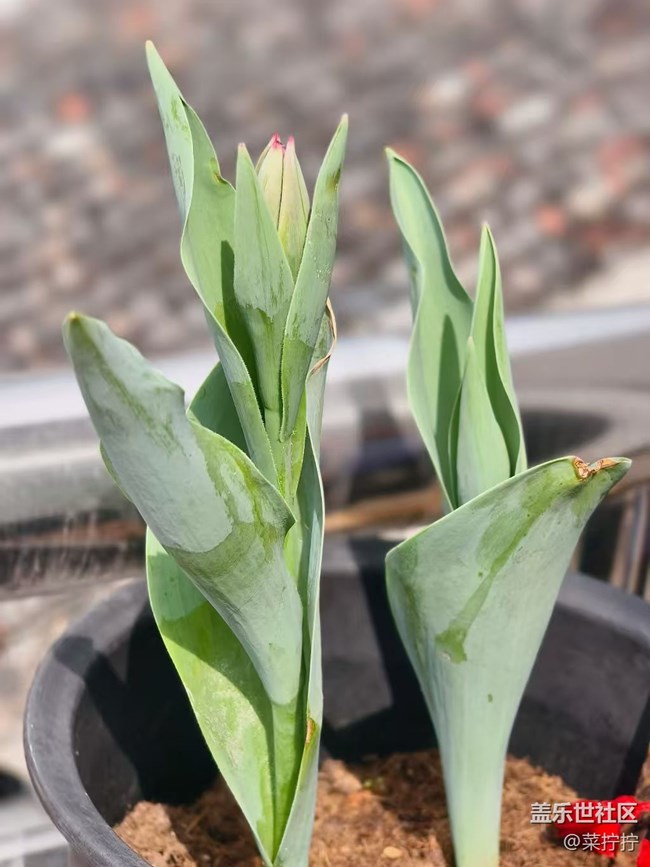 【春节趣事分享】开花