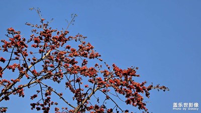木棉映日傲晴空,
英雄花开别样红