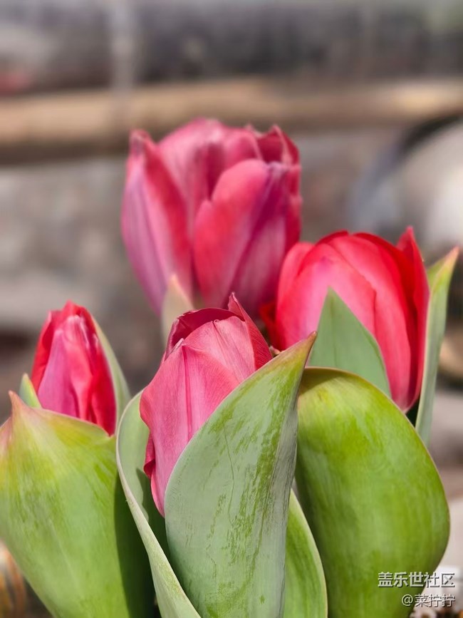 【春节趣事分享】开花