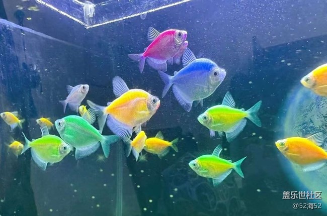 【春节趣事分享】小鱼儿