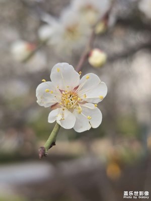 春天到了 静悄悄 花鸟相知