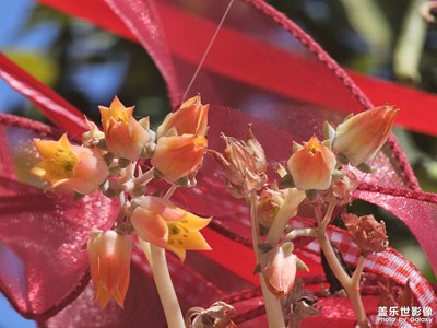 【光影贺新】新春花开