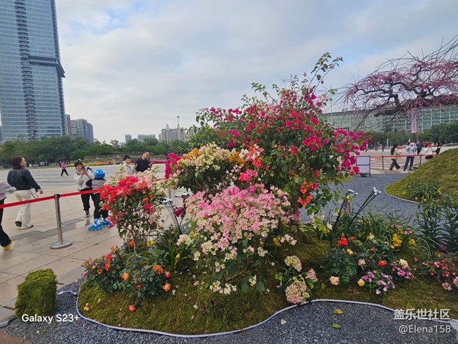 【春节趣事分享】百花齐放迎新年