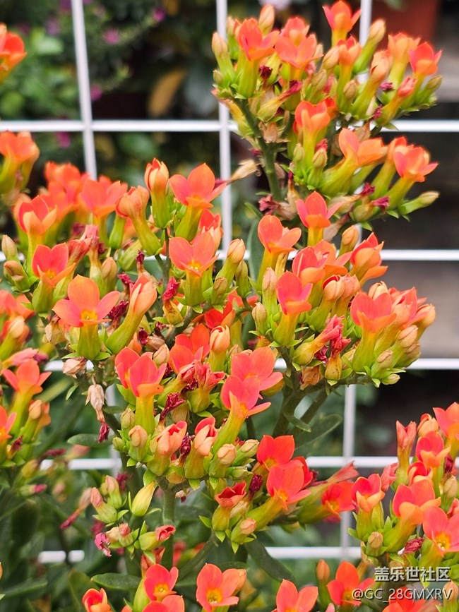 【春节趣事分享】春节花市