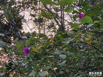 【光影贺新】自然草木