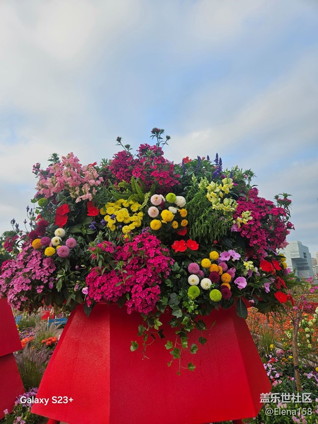 【春节趣事分享】百花齐放迎新年
