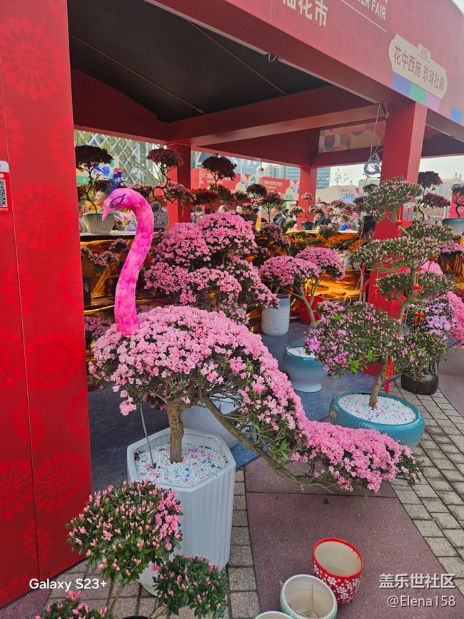 【春节趣事分享】百花齐放迎新年