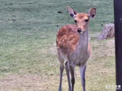 【光影贺新】可爱的小生命