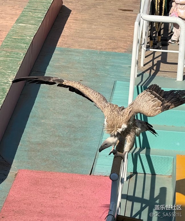 【春节去哪儿】动物园