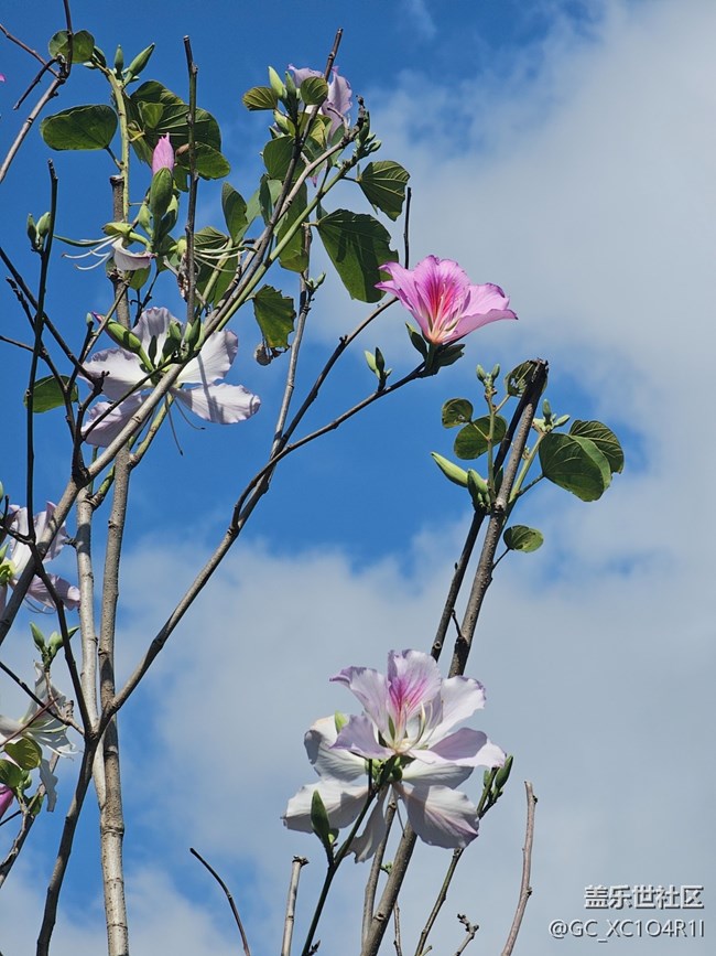【春节趣事分享】赏花