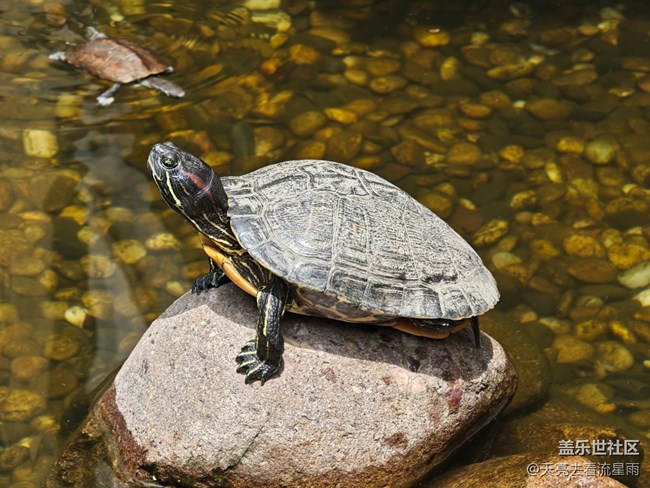 【春醒万物生】春风如画笔