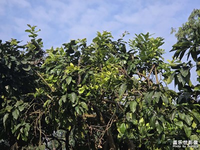 【光影贺新】满眼绿意