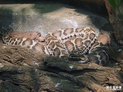 【光影贺新】小蛇