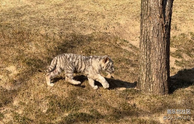【春节去哪儿】动物园
