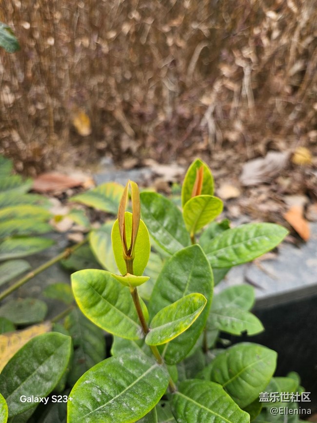 【早春二月】生发的季节