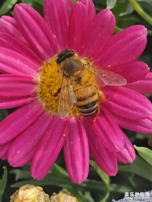 【行摄正月里】花市