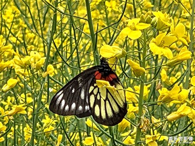 【行摄正月里】+花间蝶舞