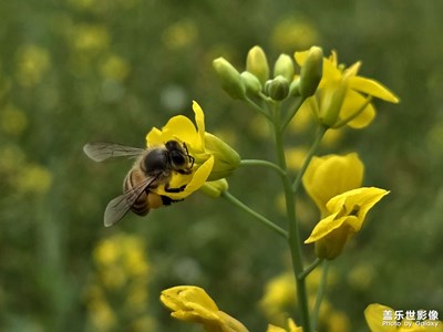 【行摄正月里】+赏花