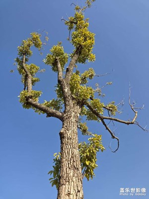 见证两亿像素的恐怖