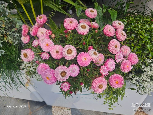 【星拍中国年】春节回顾