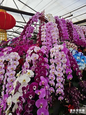 【行摄正月里】+赏花