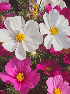 【行摄正月里】路边的花