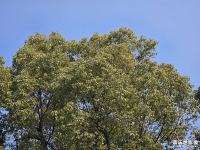 【行摄正月里】生命力