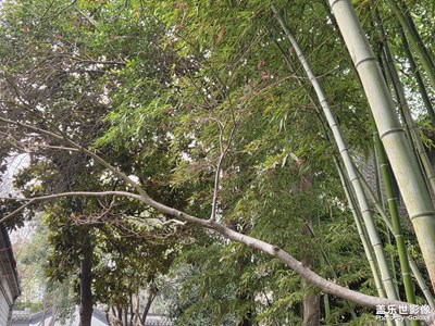 【行摄正月里】沉静的园林