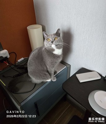 【行摄正月里】争风吃醋的萌宠灰宝