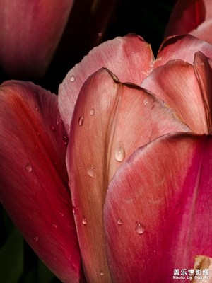 【行摄正月里】郁金香