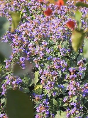 【行摄正月里】初春