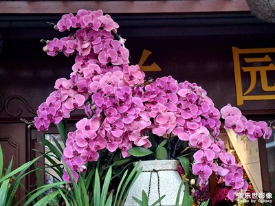 【行摄正月里】花香茶韵里的中国年