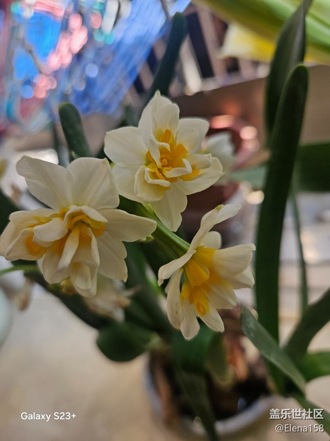 【昆明星部落】+光影年味