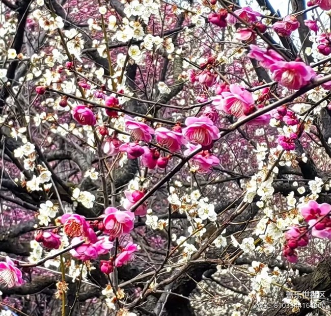 【旅途瞬间志】寻梅