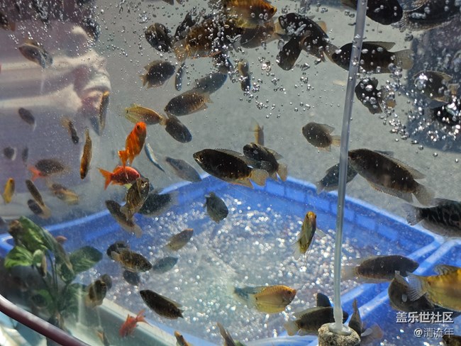 【福满新岁】年年有余