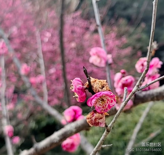 【旅途瞬间志】寻梅