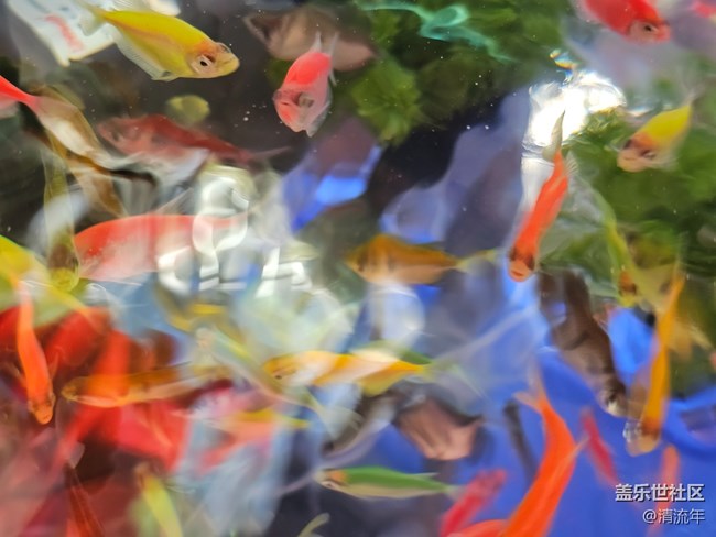 【福满新岁】年年有余